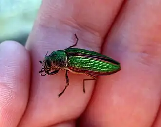Buprestis aurulenta
