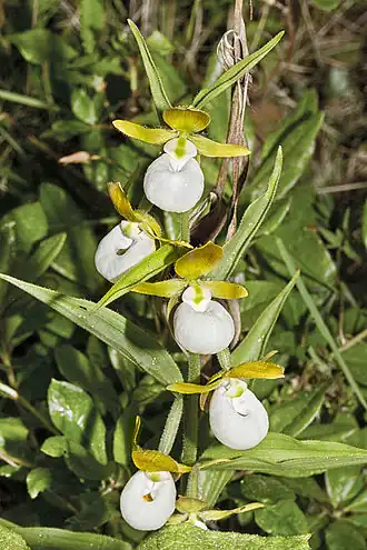 Башмачок калифорнийский. Соцветие
