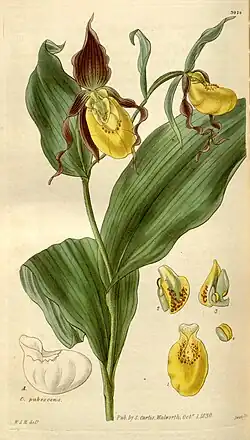 Cypripedium parviflorum var. parviflorum. Ботаническая иллюстрация из Curtis's Botanical Magazine, 1830 г