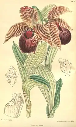 Cypripedium tibeticumБотаническая иллюстрация из "Curtis's Botanical Magazine", 1906 г.