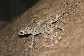 Длинноногий геккон