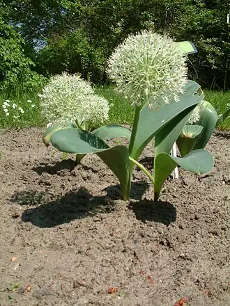 Общий вид растения