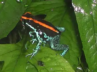 Phyllobates vittatus