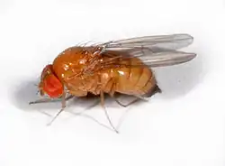 Самка Drosophila suzukii, на кончиках крыльев пятен нет