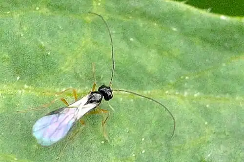 Dacnusa temula