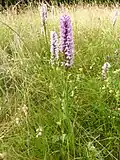 Ятрышник Фукса (Dactylorhiza fuchsii)
