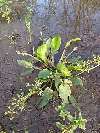Общий вид растения