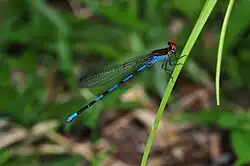 Argia cupraurea, Центральная Америка