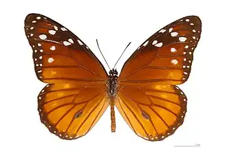 Danaus eresimus