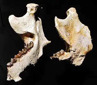 Daouitherium rebouli