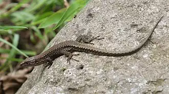 Подвид D. d. barani