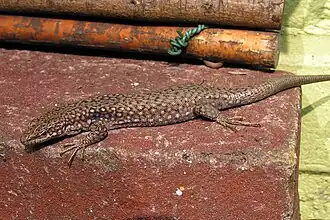 Белобрюхая ящерица