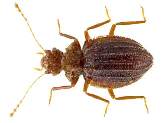 Dasycerus sulcatus