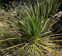 Dasylirion leiophyllum