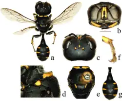 Dasyproctus amplicarinalis