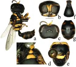 Dasyproctus hainanensis