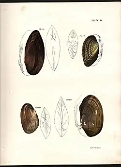 Лист "Моллюсков" 20