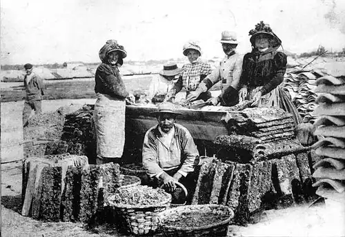 Устричное хозяйство