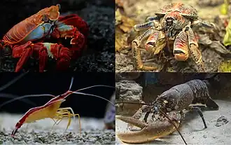 Сверху: Grapsus grapsus (крабы), пальмовый вор (неполнохвостые);
Снизу: Lysmata amboinensis (настоящие креветки), европейский омар (Astacidea)