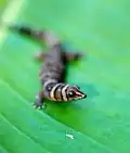 Sphaerodactylus nigropunctatus