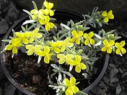 Дегения велебитская (Degenia velebitica)