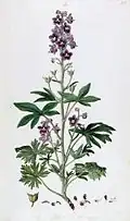 Delphinium staphisagria
