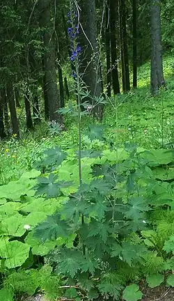 Живокость высокая