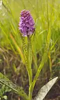 Ятрышник пятнистый (Orchis maculata)