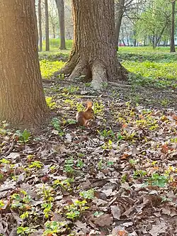 Белка в верхней части парка (май 2021 г.).