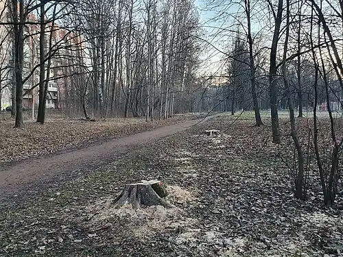 Спиленные деревья вдоль одной из аллей парка (бывш. Георгиевской ул., апрель 2022 г.).