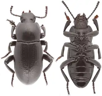 Dendarus matthewsi, самец