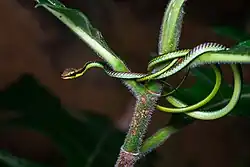 Элегантная бронзовая змея