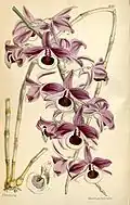 Dendrobium lituiflorum