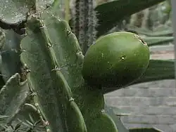 Leptocereus nudiflorus