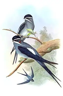 Усатый древесный стриж18 декабря 2018