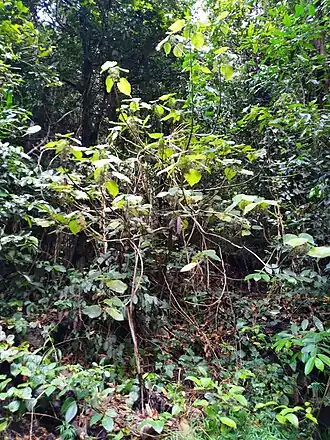 Dendrocnide moroides