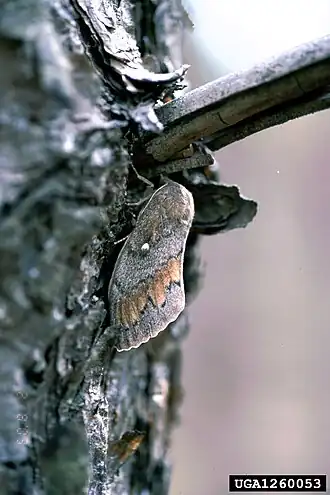 Коконопряд сосновый