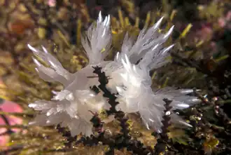 Dendronotus dalli