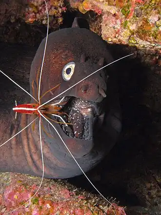 Мурена позволяет креветке Lysmata grabhami чистить себе зубы