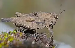 Особь неопределенного пола