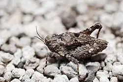 Особь неопределенного пола