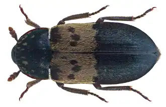 Ветчинный кожеед — Dermestes lardarius