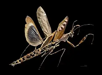 Deroplatys desiccata