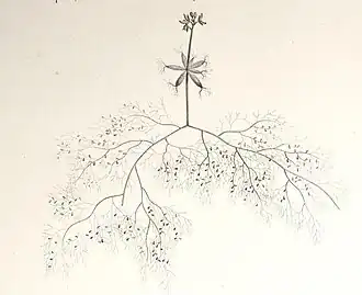 Общий вид растения