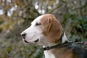 Немецкая гончая