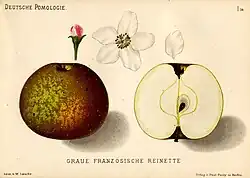 Сорт «Graue französische Reinette»
