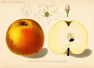 Сорт «Blenheim Orange»