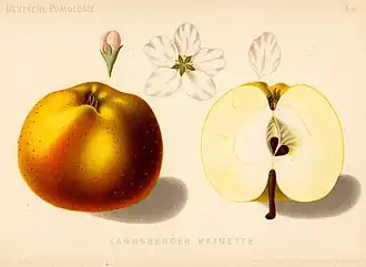 Сорт «Landsberger Renette»