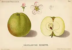 Сорт «Calvillartige Reinette»