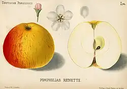 Сорт «Pomphelias Reinette»